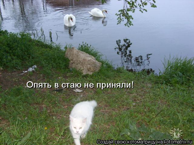 Котоматрица: Опять в стаю не приняли!