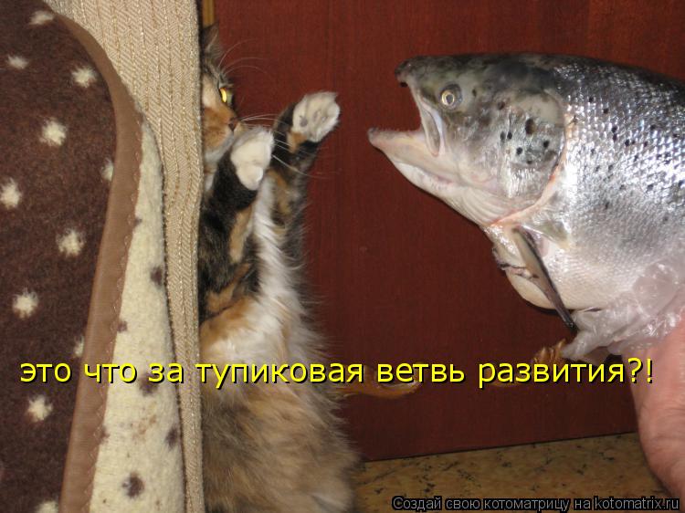 Котоматрица: это что за тупиковая ветвь развития?!