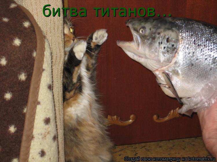 Котоматрица: битва титанов...