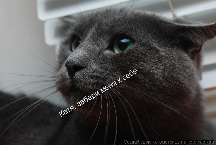 Котоматрица: Катя, забери меня к себе