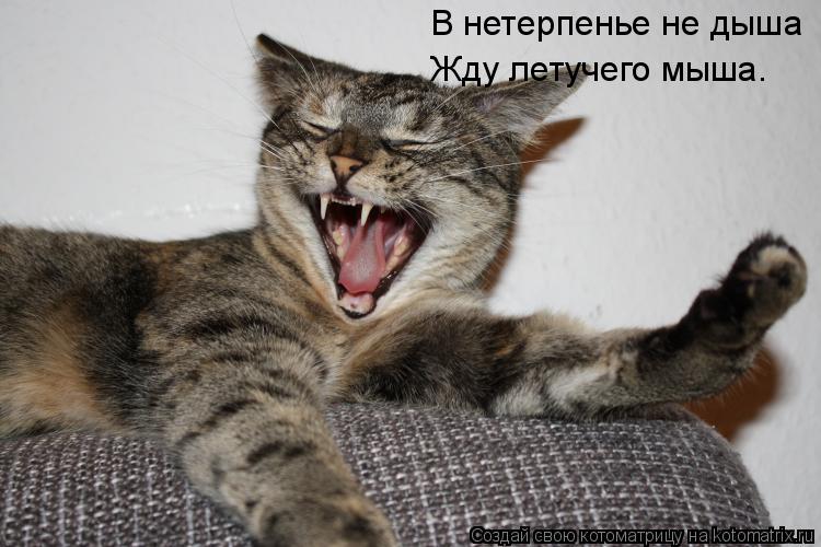Котоматрица: В нетерпенье не дыша Жду летучего мыша.