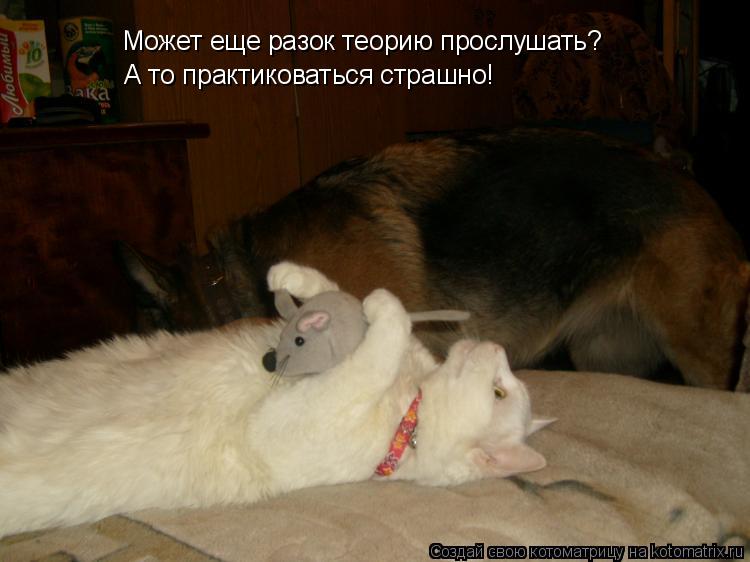 Котоматрица: Может еще разок теорию прослушать? А то практиковаться страшно!