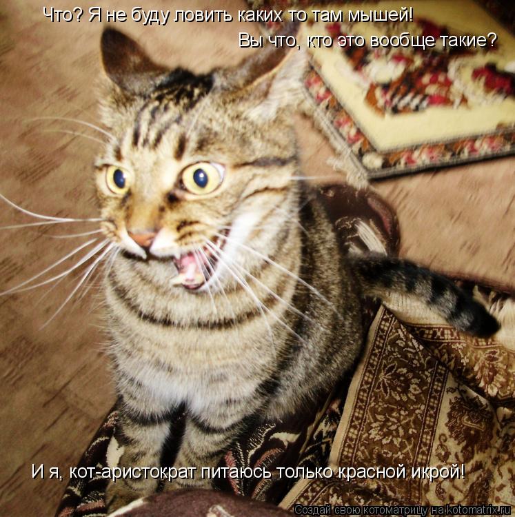 Котоматрица: Что? Я не буду ловить каких то там мышей! Вы что, кто это вообще такие? И я, кот-аристократ питаюсь только красной икрой!