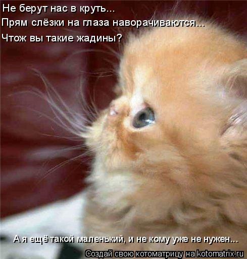 Не берут нас в круть... Прям слёзки на глаза наворачиваются... Чтож вы такие жадины? А я ещё такой ма... Котоматрица: Не берут нас в круть... Прям слёзки на глаза наворачиваются... Чтож вы такие жадины? А я ещё такой маленький, и не кому уже не нужен...