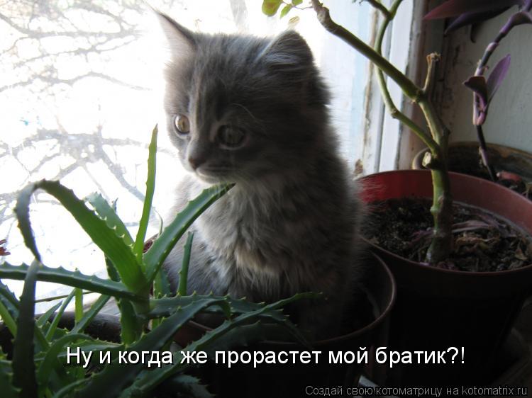 Ну и когда же прорастет мой братик?!... Котоматрица: Ну и когда же прорастет мой братик?!