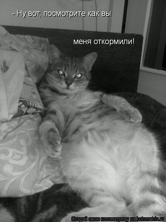 - Ну вот, посмотрите как вы меня откормили!... Котоматрица: - Ну вот, посмотрите как вы меня откормили!