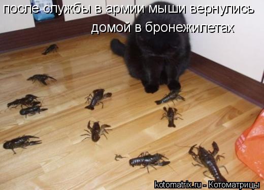 Котоматрица: после службы в армии мыши вернулись домой в бронежилетах