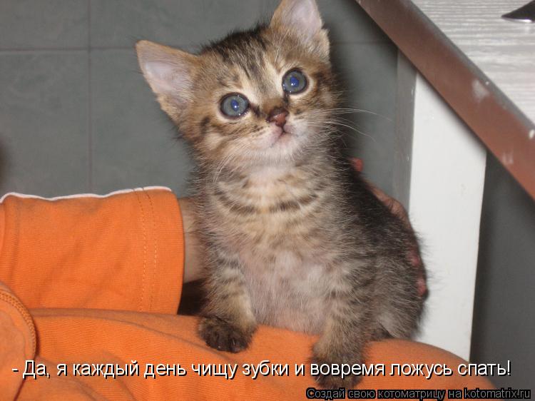 - Да, я каждый день чищу зубки и вовремя ложусь спать!... Котоматрица: - Да, я каждый день чищу зубки и вовремя ложусь спать!