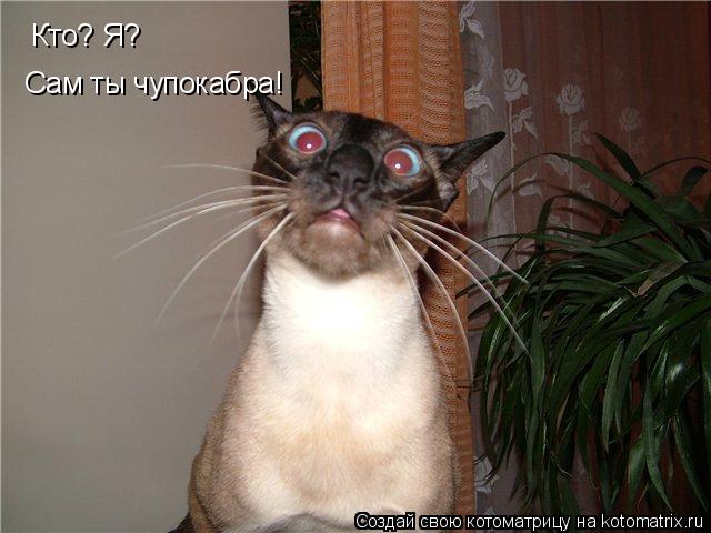 Котоматрица: Кто? Я? Сам ты чупокабра!