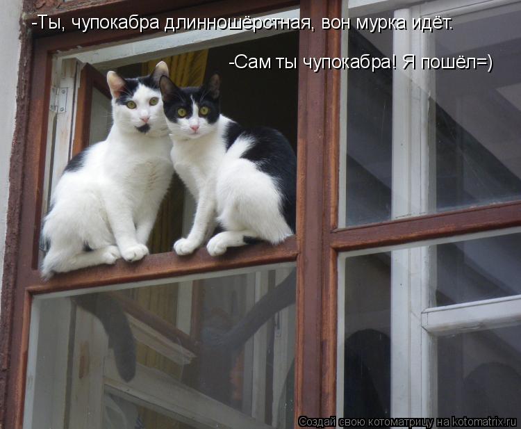 Котоматрица: -Ты, чупокабра длинношёрстная, вон мурка идёт. -Сам ты чупокабра! Я пошёл=)