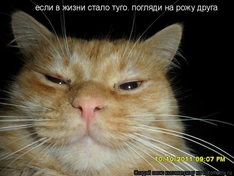Котоматрица: если в жизни стало туго. погляди на рожу друга