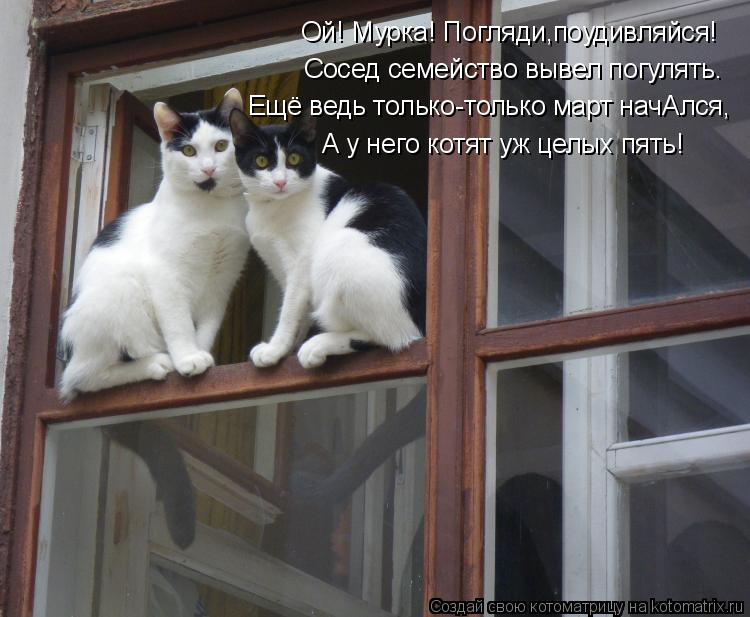Котоматрица: Ой! Мурка! Погляди,поудивляйся! Сосед семейство вывел погулять. Ещё ведь только-только март начАлся, А у него котят уж целых пять!