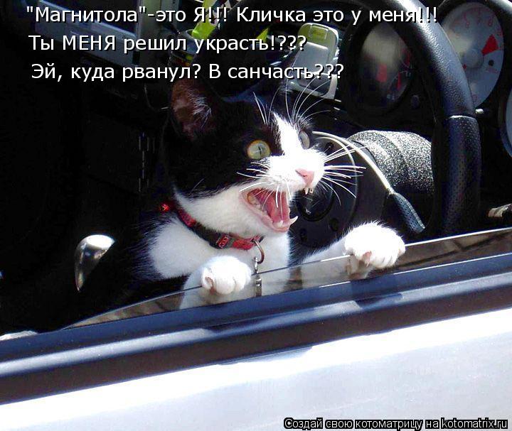 "Магнитола"-это Я!!! Кличка это у меня!!! Ты МЕНЯ решил украсть!??? Эй, куда рванул? В санчасть???... Котоматрица: "Магнитола"-это Я!!! Кличка это у меня!!! Ты МЕНЯ решил украсть!??? Эй, куда рванул? В санчасть???