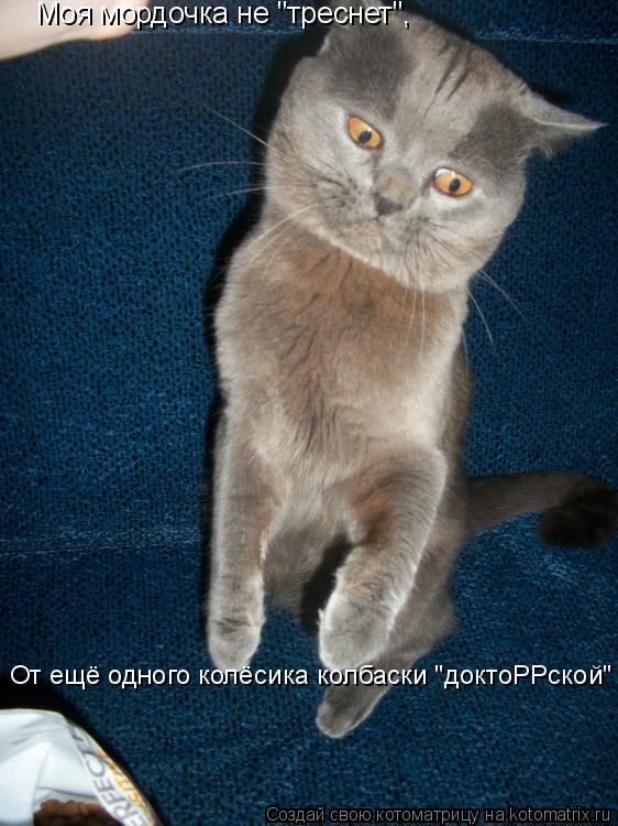 Котоматрица: Моя мордочка не "треснет", От ещё одного колёсика колбаски "доктоРРской"