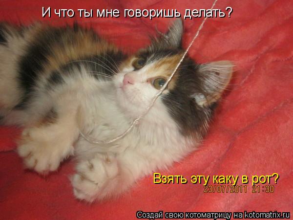 Котоматрица: И что ты мне говоришь делать? Взять эту каку в рот?