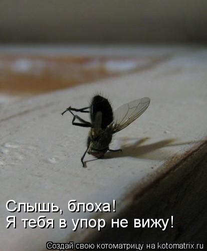 Котоматрица: Слышь, блоха! Я тебя в упор не вижу!
