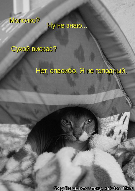 Котоматрица: Молочко?  Ну не знаю... Сухой вискас? Нет, спасибо. Я не голодный.