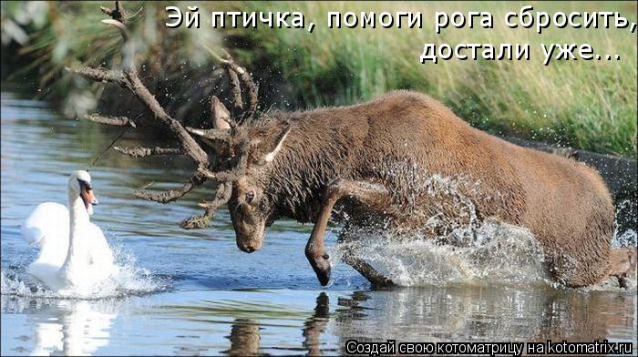 Котоматрица: Эй птичка, помоги рога сбросить, достали уже...