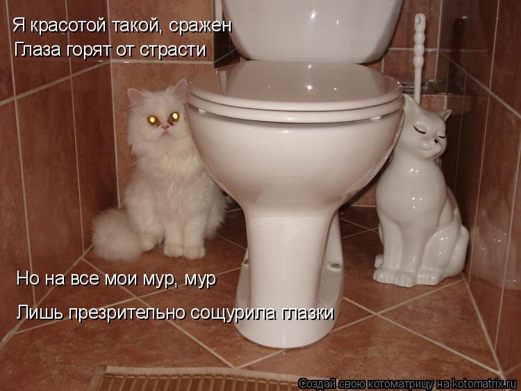 Котоматрица: Я красотой такой, сражен  Глаза горят от страсти Но на все мои мур, мур Лишь презрительно сощурила глазки