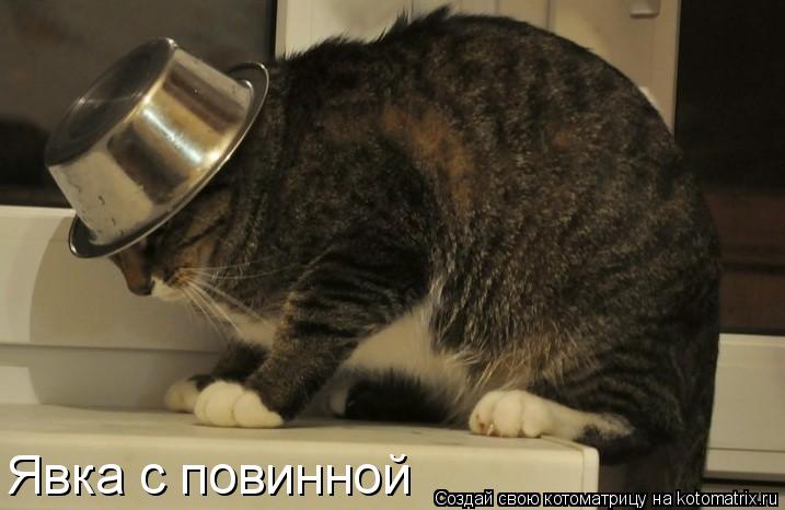 Котоматрица: Явка с повинной
