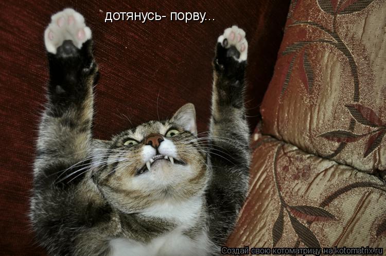 Котоматрица: дотянусь- порву...