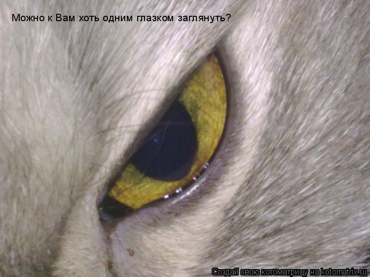 Котоматрица: Можно к Вам хоть одним глазком заглянуть?
