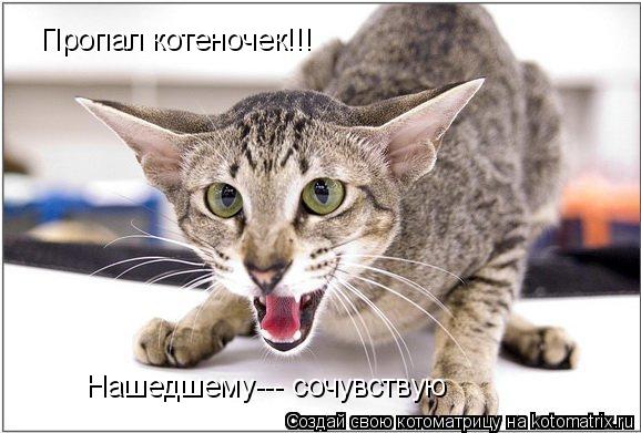 Котоматрица: Пропал котеночек!!! Нашедшему--- сочувствую