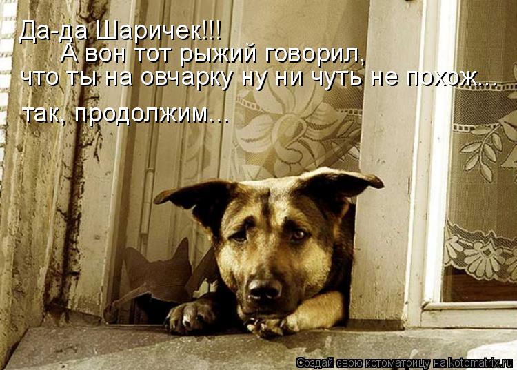 Да-да Шаричек!!! А вон тот рыжий говорил, что ты на овчарку ну ни чуть не похож... так, продолжим..... Котоматрица: Да-да Шаричек!!! А вон тот рыжий говорил, что ты на овчарку ну ни чуть не похож... так, продолжим...