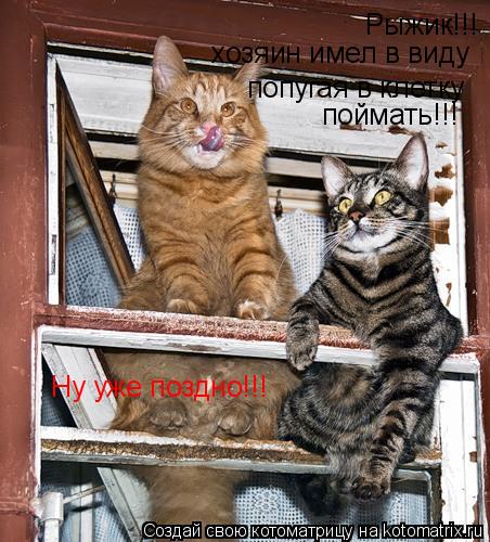Рыжик!!! хозяин имел в виду попугая в клетку поймать!!! Ну уже поздно!!!... Котоматрица: Рыжик!!! хозяин имел в виду попугая в клетку поймать!!! Ну уже поздно!!!