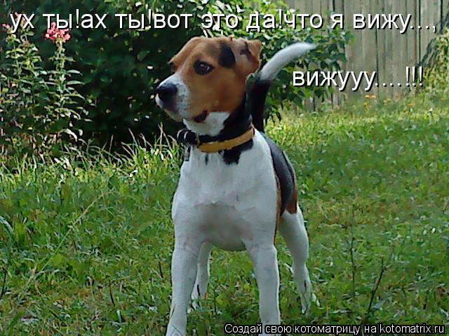 Котоматрица: ух ты!ах ты!вот это да!что я вижу..., вижууу....!!!