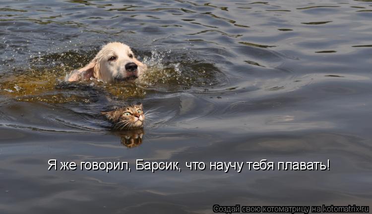 Котоматрица: Я же говорил, Барсик, что научу тебя плавать!