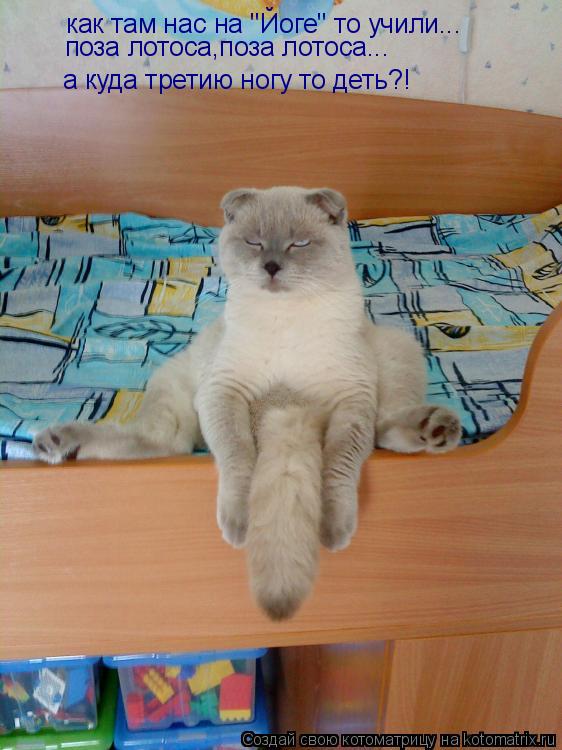 Котоматрица: как там нас на "Йоге" то учили... поза лотоса,поза лотоса... а куда третию ногу то деть?!