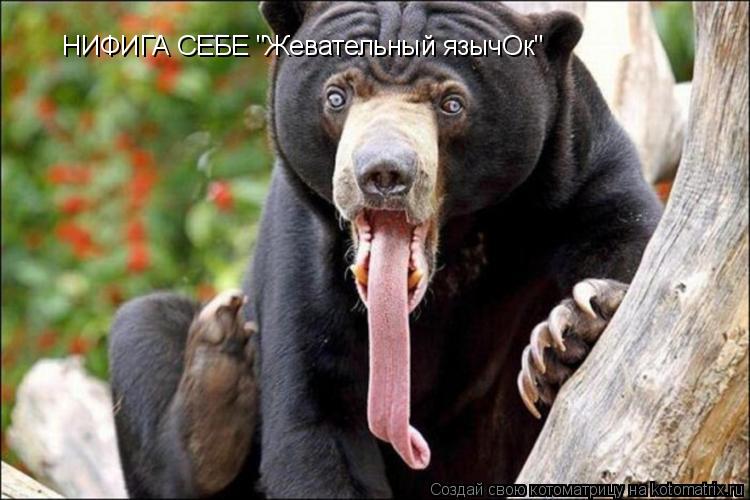 Котоматрица: НИФИГА СЕБЕ "Жевательный язычОк"