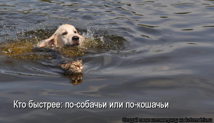 Кто быстрее: по-собачьи или по-кошачьи... Котоматрица: Кто быстрее: по-собачьи или по-кошачьи