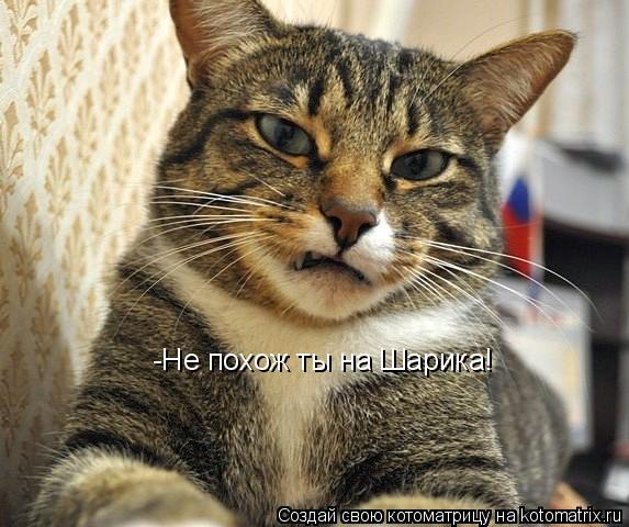 Котоматрица: -Не похож ты на Шарика!