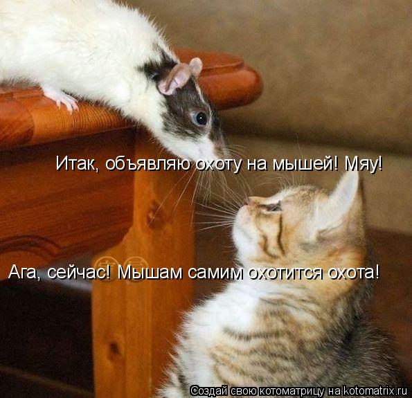 Котоматрица: Итак, объявляю охоту на мышей! Мяу! Ага, сейчас! Мышам самим охотится охота!