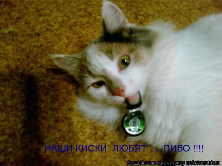 Котоматрица: НАШИ КИСКИ  ЛЮБЯТ .... ПИВО !!!! НАШИ КИСКИ  ЛЮБЯТ .... ПИВО !!!!