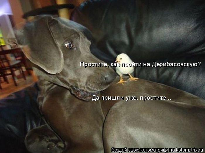 Котоматрица: Простите, как пройти на Дерибасовскую? Да пришли уже, простите...