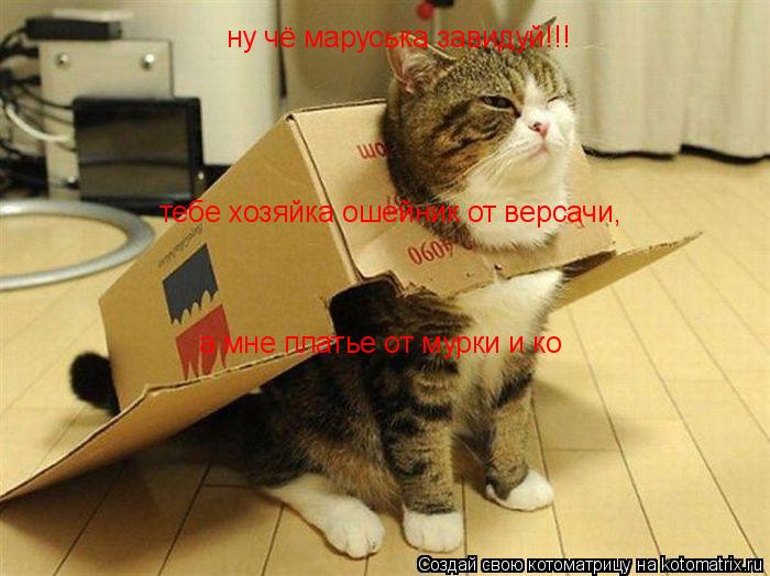 Котоматрица: ну чё маруська завидуй!!! тебе хозяйка ошейник от версачи, а мне платье от мурки и ко