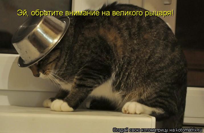 Котоматрица: Эй, обратите внимание на великого рыцаря!