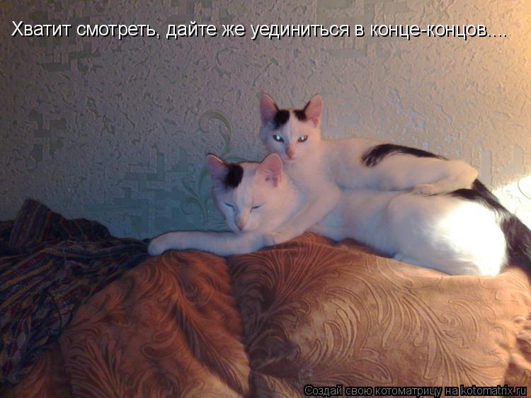 Котоматрица: Хватит смотреть, дайте же уединиться в конце-концов....