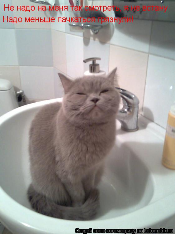 Котоматрица: Не надо на меня так смотреть, я не встану Надо меньше пачкаться грязнули!