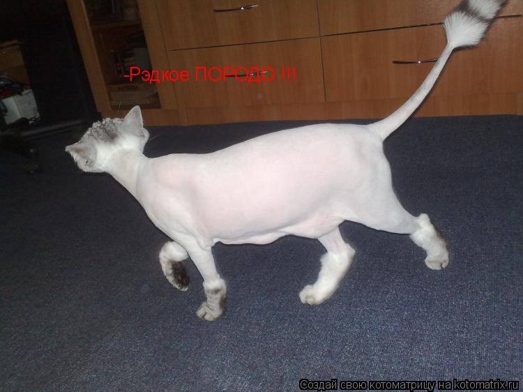 Котоматрица: -Рэдкое ПОРОДО !!!