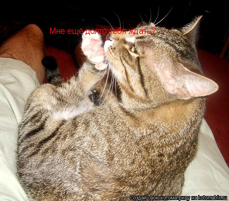Котоматрица: Мне ещё долго тебя ждать?