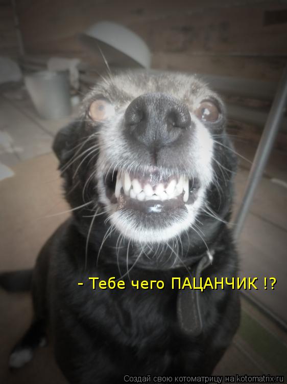 Котоматрица: - Тебе чего ПАЦАНЧИК !?