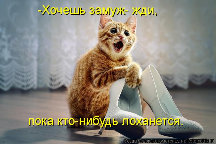 Котоматрица: -Хочешь замуж- жди, пока кто-нибудь лоханется.