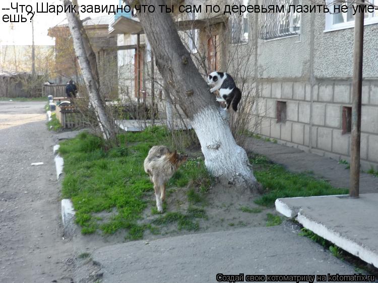 Котоматрица: --Что,Шарик,завидно,что ты сам по деревьям лазить не уме- ешь?