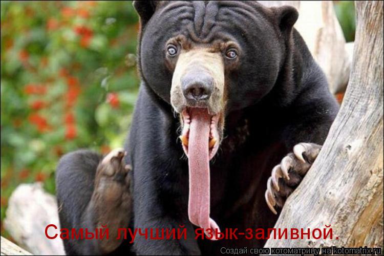 Котоматрица: Самый лучший язык-заливной.
