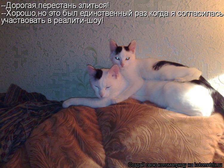 Котоматрица: --Дорогая,перестань злиться! --Хорошо,но это был единственный раз,когда я согласилась участвовать в реалити-шоу!