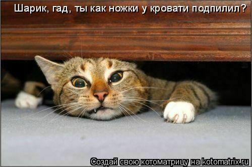 Котоматрица: Шарик, гад, ты как ножки у кровати подпилил?